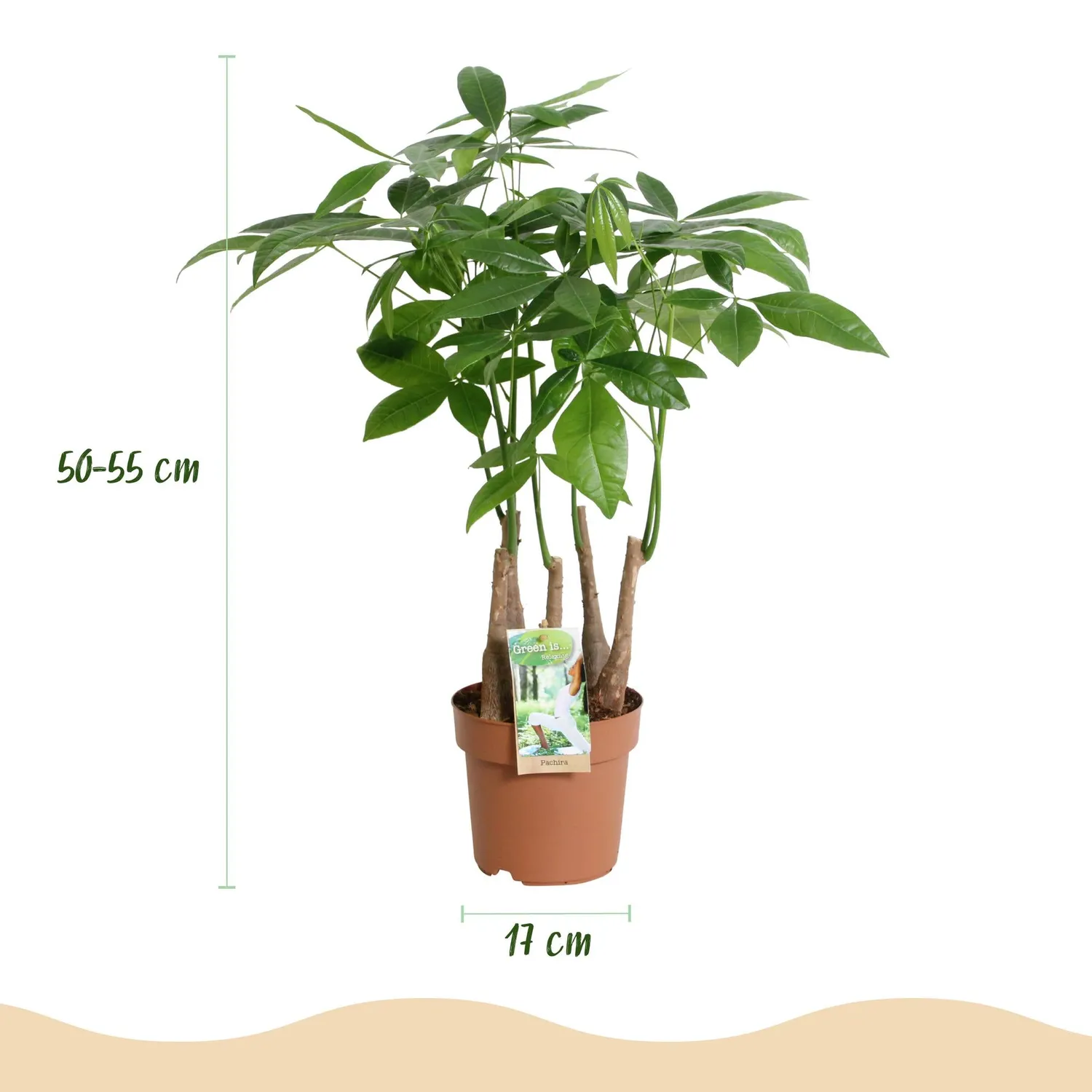 Plant and Stories Pachira Aquatica arbre pot 17 cm tressé