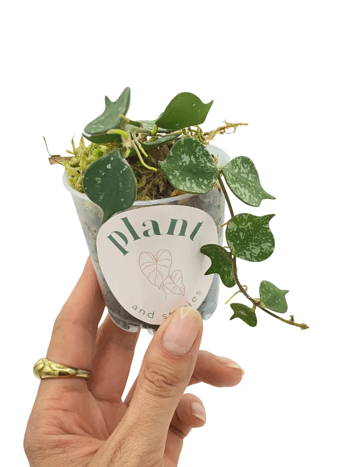 Plant and Stories Hoya Curtisii plante pot 6 cm marbré