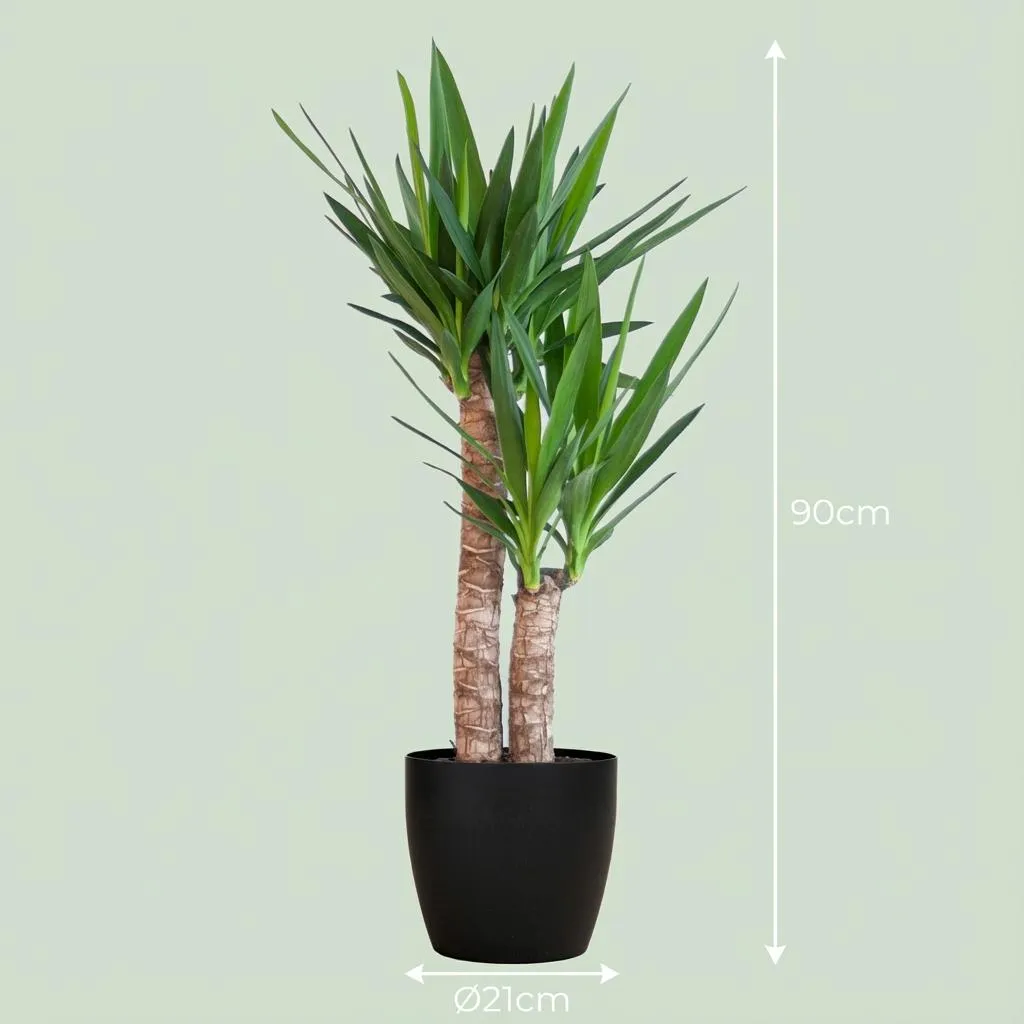 Plant and Stories Yucca Elephantipes plante pot 21 cm 80 cm facile