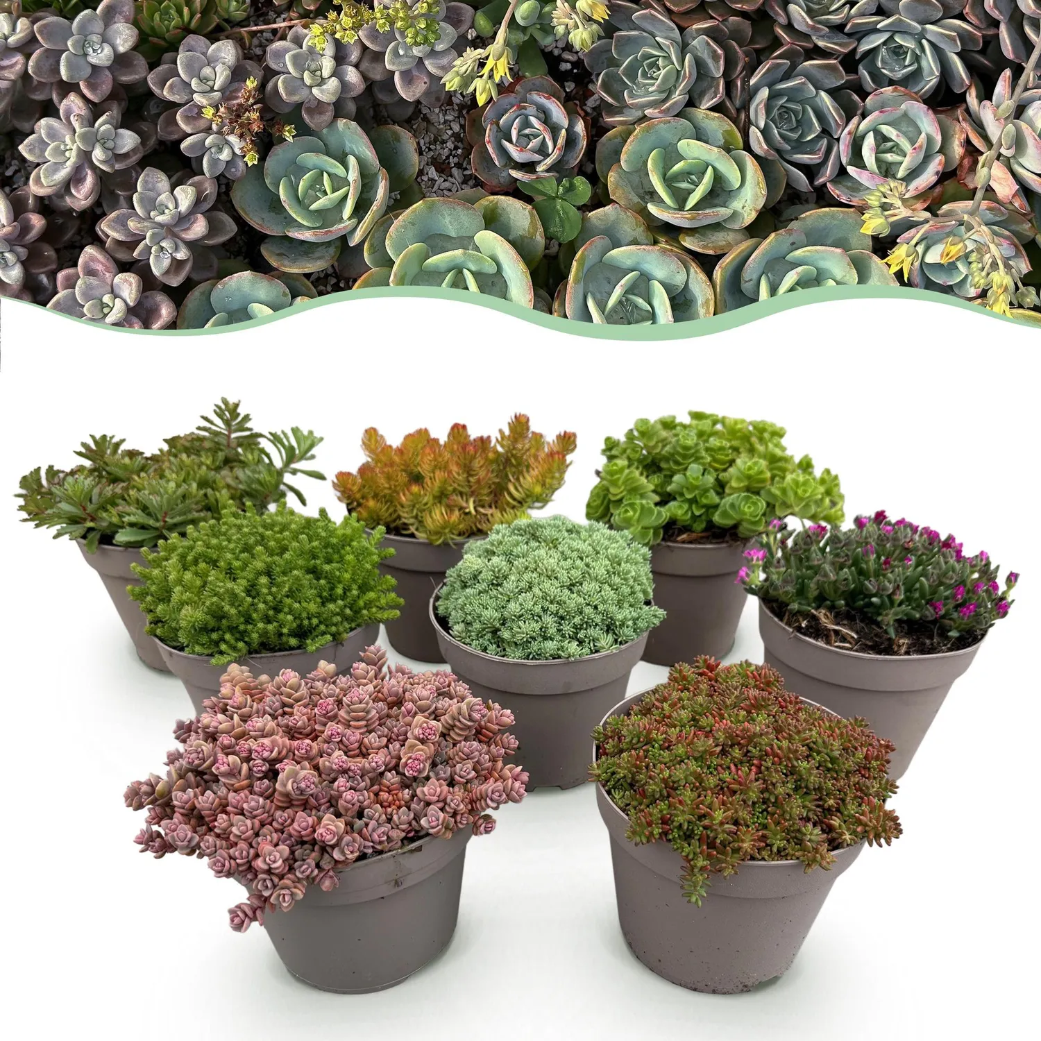 Plant and Stories rocaille vivaces couvre-sol lot 8 pots 14 cm
