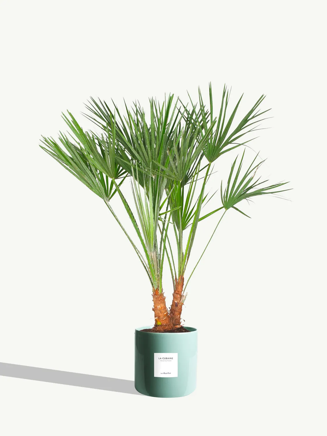 By Charlot La Cubaine palmier Chamaerops 80 cm