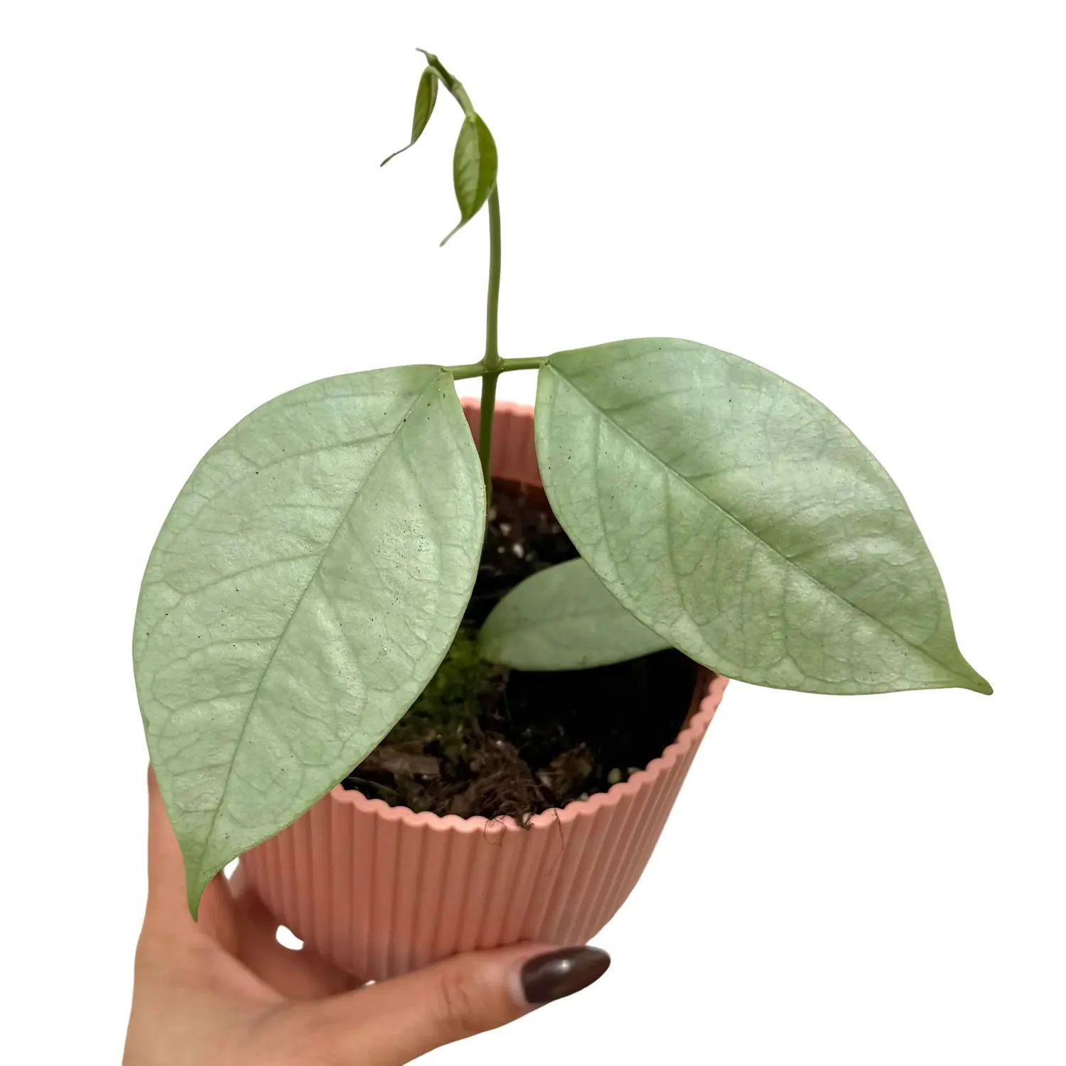 Plant and Stories Hoya Coriacea Silver plante pot 10,5 cm