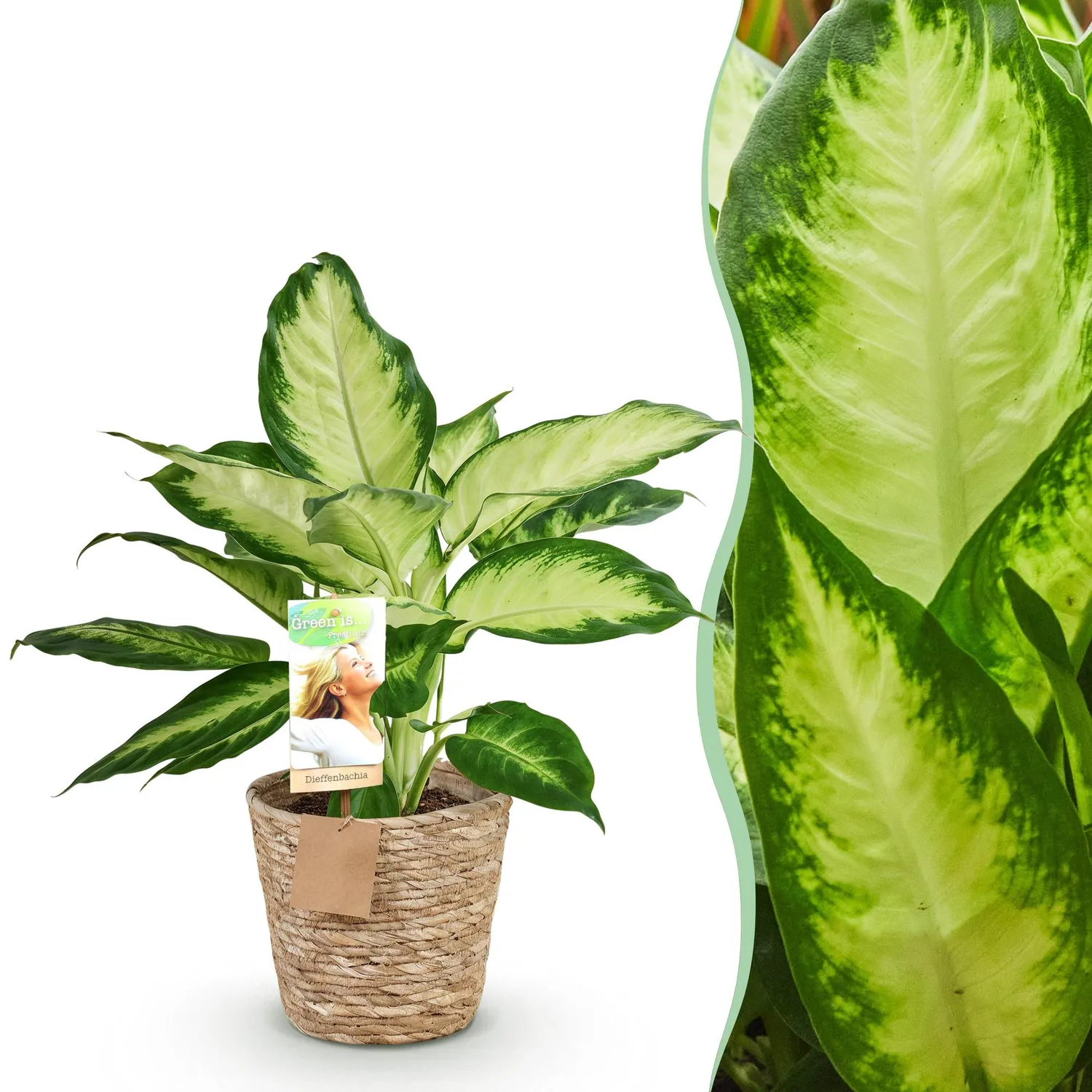 Plant and Stories Dieffenbachia Camilla plante pot 17cm 1 plante panachée