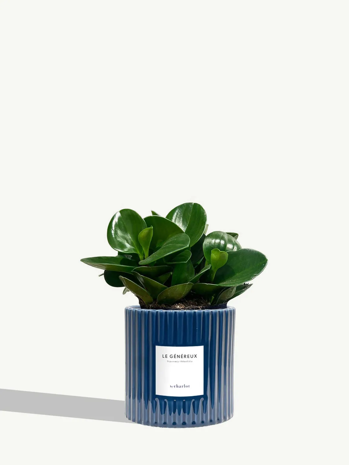 By Charlot Le Généreux peperomia plante pot 14 cm