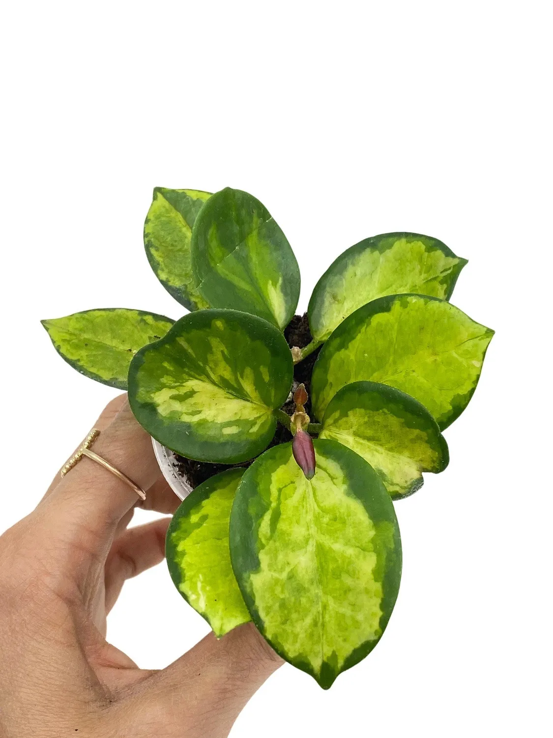 Plant and Stories Lisa hoya plante pot 6 cm panaché