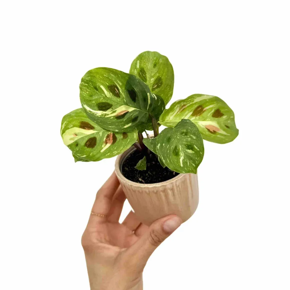 Plant and Stories Maranta Kerchoveana Plante Prière Pot 6cm
