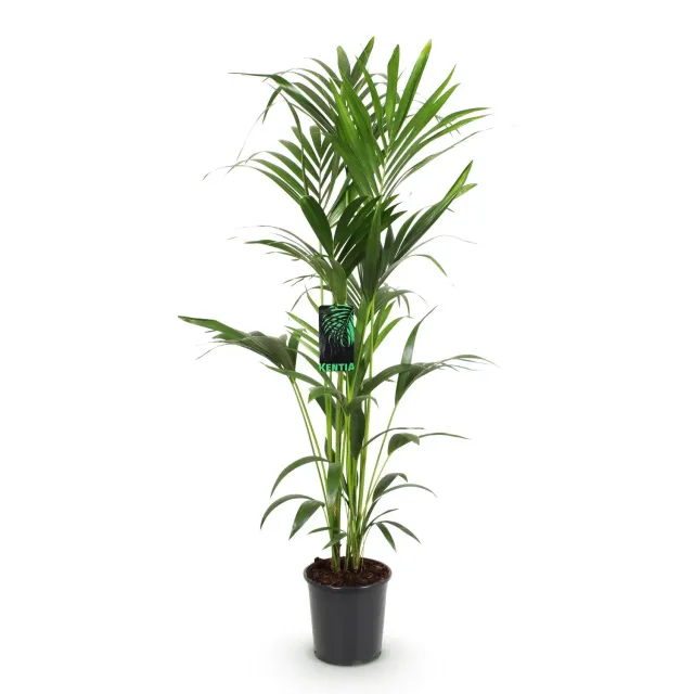 Plant and Stories Kentia Howea palmier pot 24 cm 150 cm tolérant