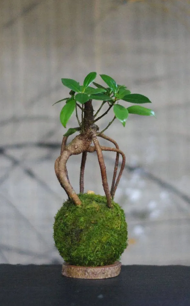 Aquaphyte Kokedama Loropéni ficus ginseng bonsaï