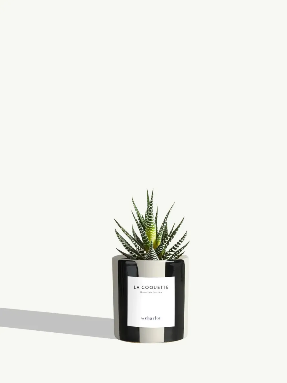 By Charlot La Coquette haworthia succulente pot 8 cm