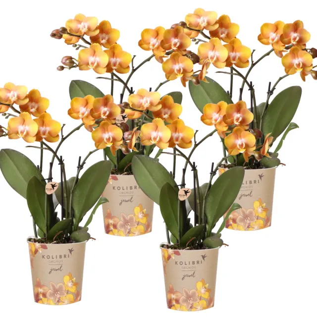 PLANT AND STORIES Las Vegas phalaenopsis orchidée lot 4 orange
