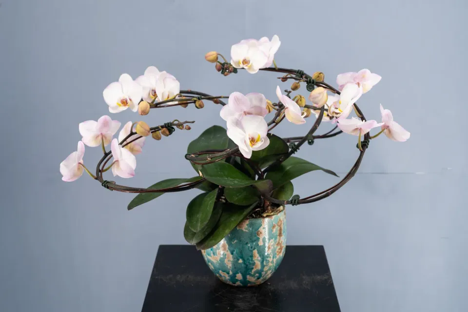 Orchidées de Prestige Spirale 1 phalaenopsis tige spiralée
