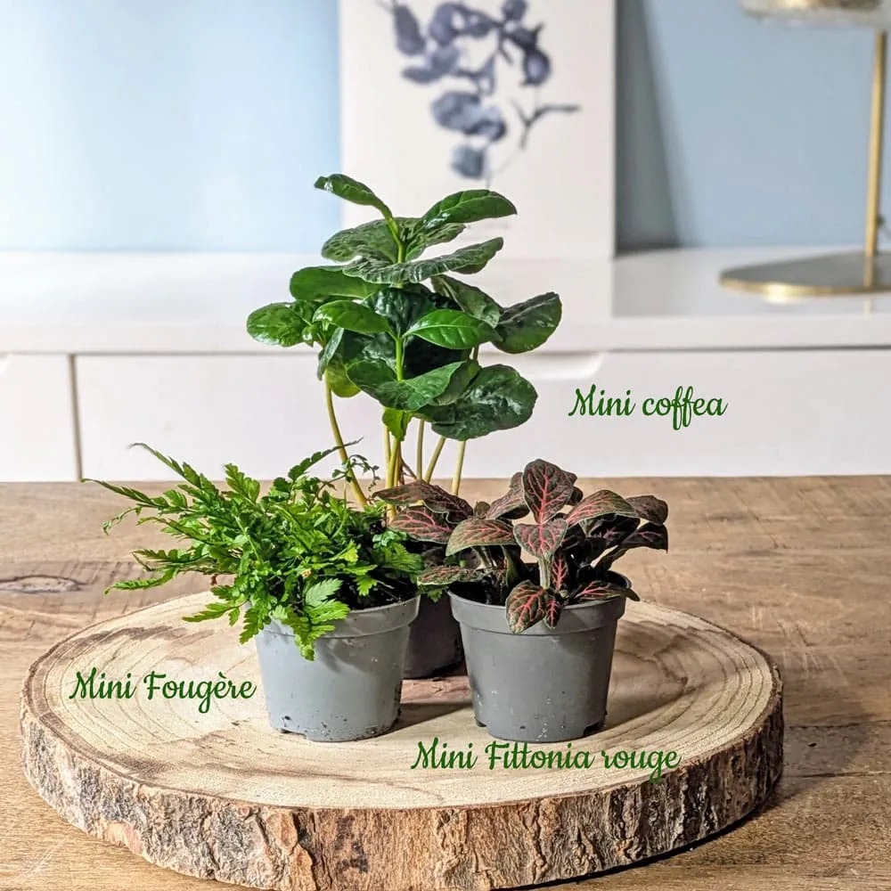 Réconciliation Végétale recharge terrarium grand modèle 3 plantes
