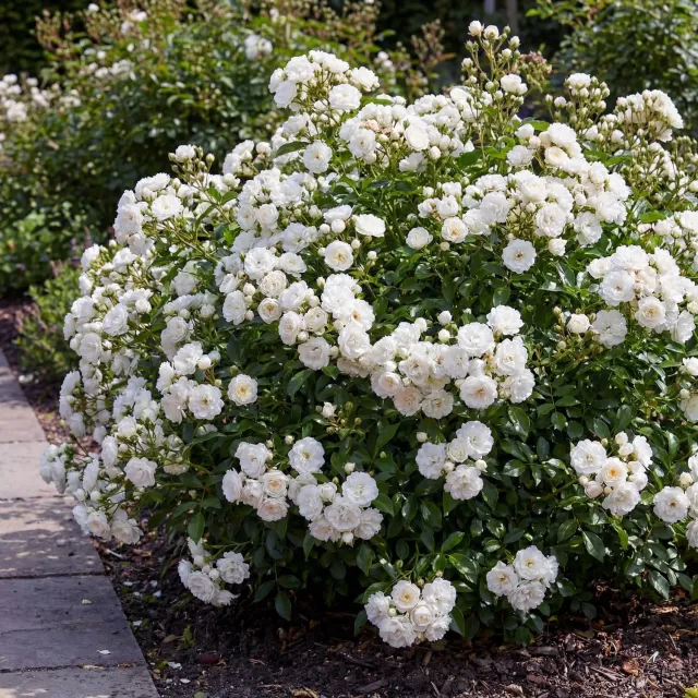 Plant and Stories White Fairy rosier blanc parfumé 1 plant