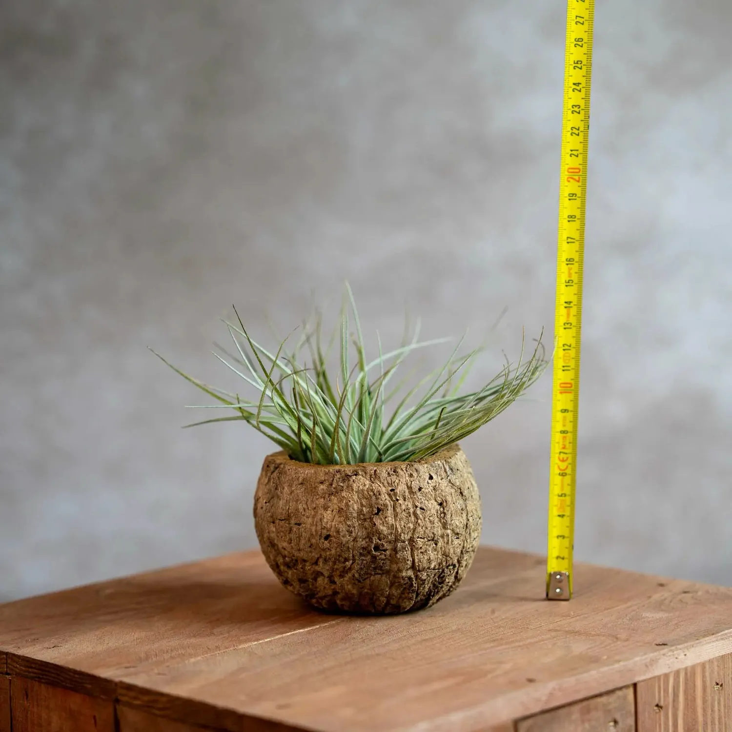 Airplantshop Noix de Coco Airplant Cotton Candy Large