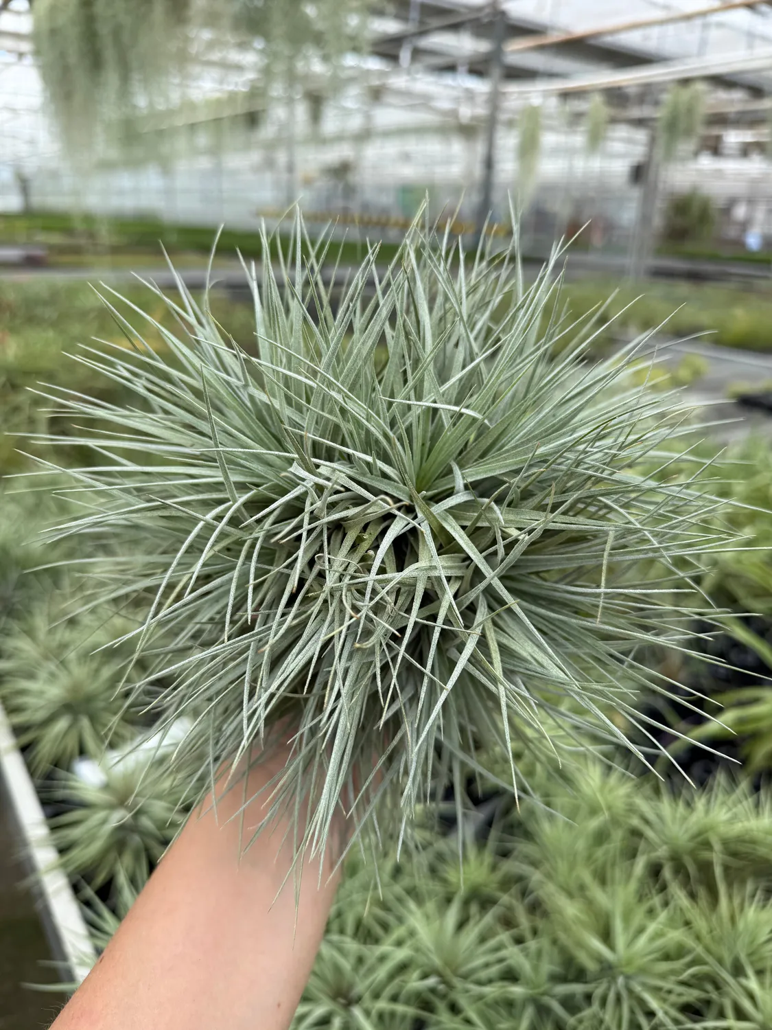Airplantshop Cotton Candy cluster tillandsia 10-15 cm