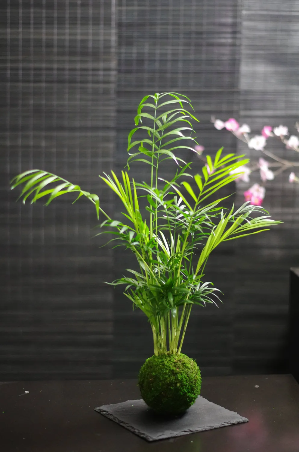 Aquaphyte Choco-Darien Ni kokedama palmier nain