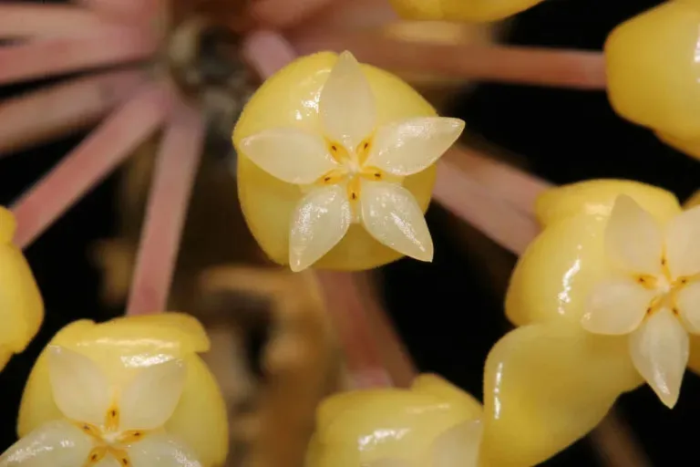 Plant and Stories Flores Island UT038 hoya pot 9 cm rare