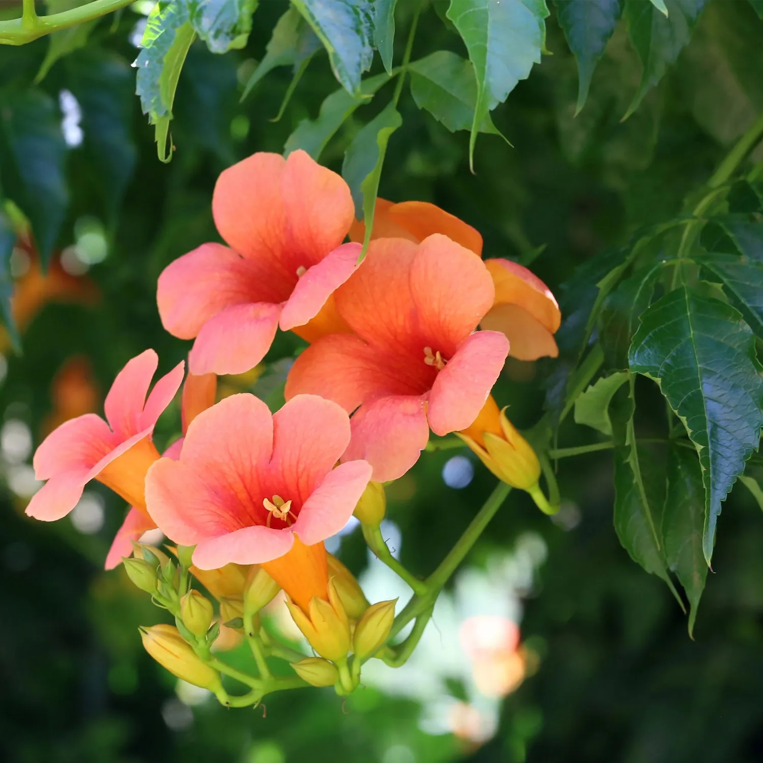 Plant and Stories Bignone Madame Galen grimpante lot 2 orange
