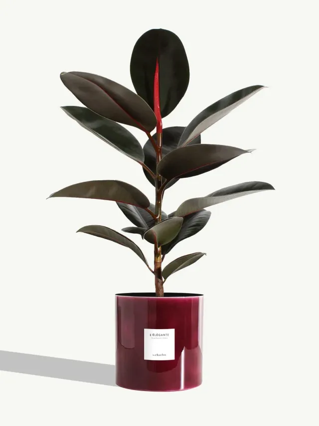 By Charlot L'Élégante très grande plante pourpre