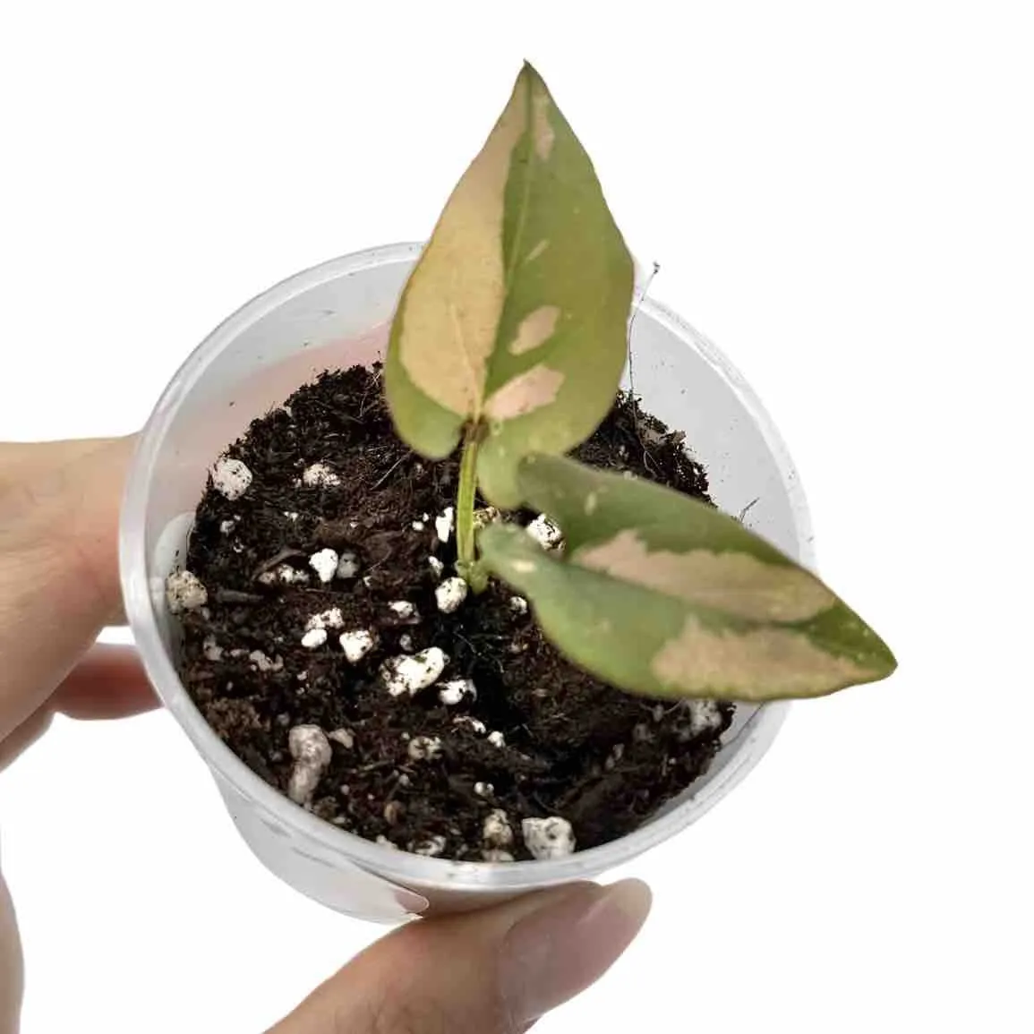 PLANT AND STORIES Syngonium Red Spot plante pot 6 cm rose