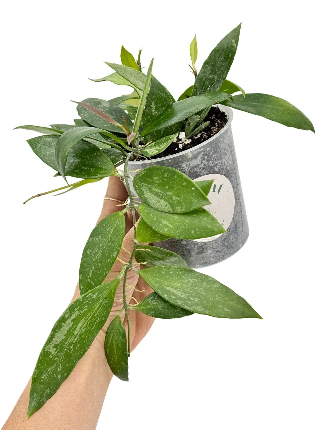 Plant and Stories Hoya Memoria plante grimpante pot 6 cm