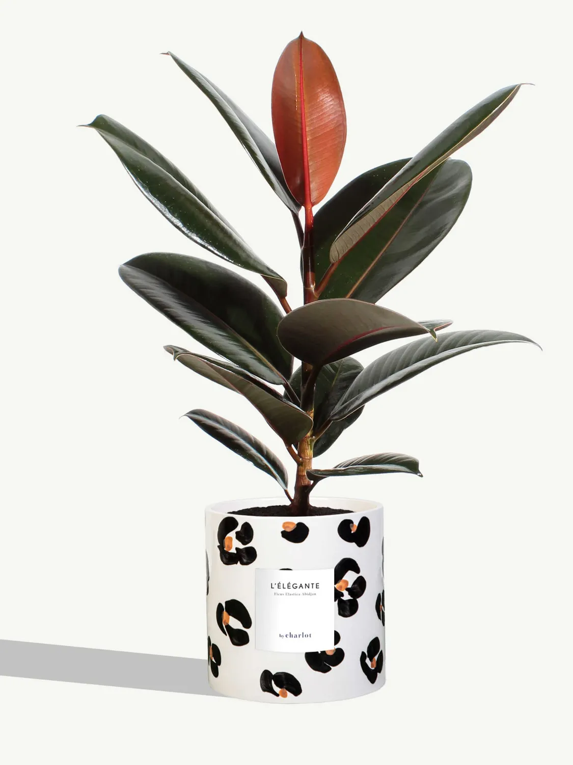 By Charlot L'Élégante plante pot M ficus abidjan