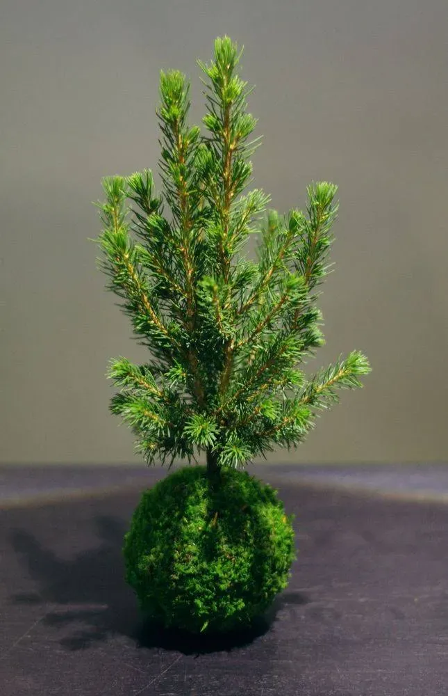 AQUAPHYTE Mon beau Sapin kokedama picea Noël