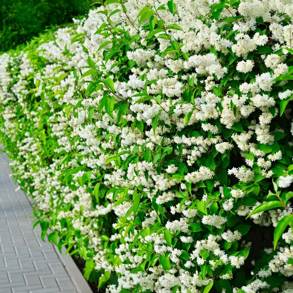 Plant and Stories Seringat Snowbelle arbuste pot 17 cm parfumé