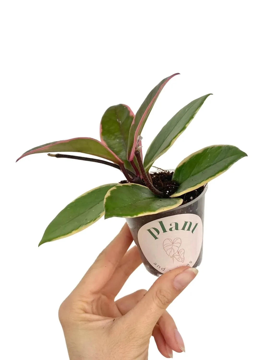 Plant and Stories Hoya Carnosa Flamingo Dream plante 6 cm rose