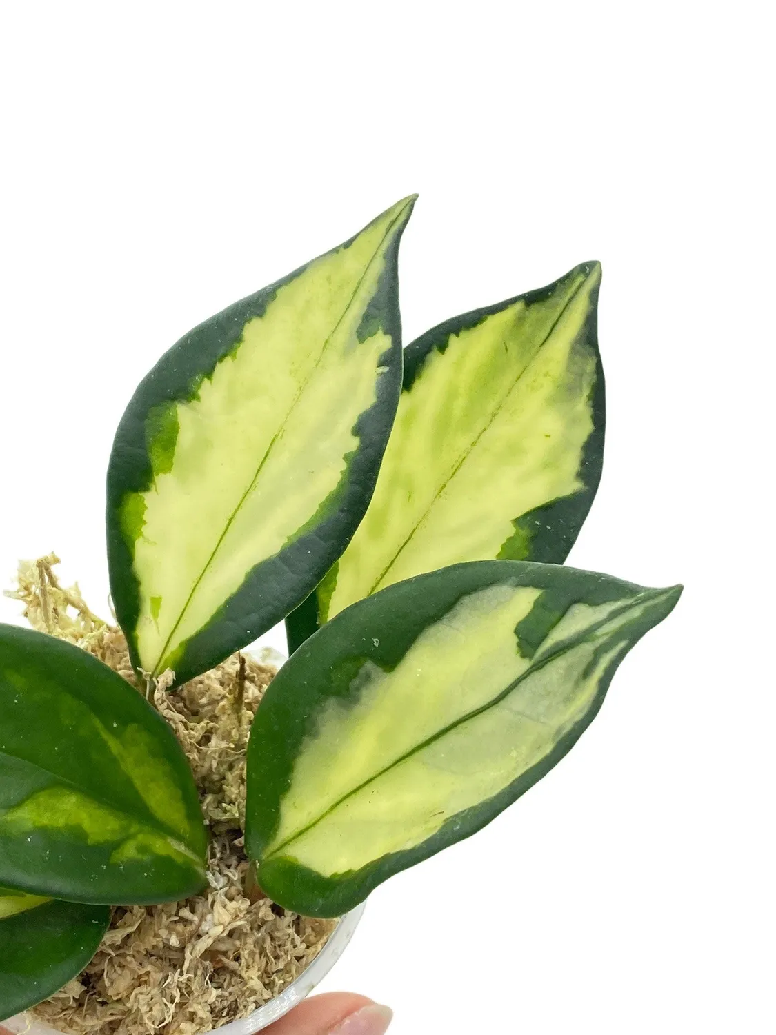 Plant and Stories Hoya Carnosa Krimson Princess plante pot 6 cm