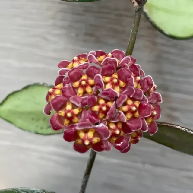Plant and Stories Hoya Davidcummingii plante pot 7 cm fleurie