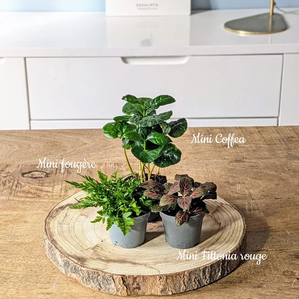 Réconciliation Végétale recharge terrarium grand modèle 3 plantes