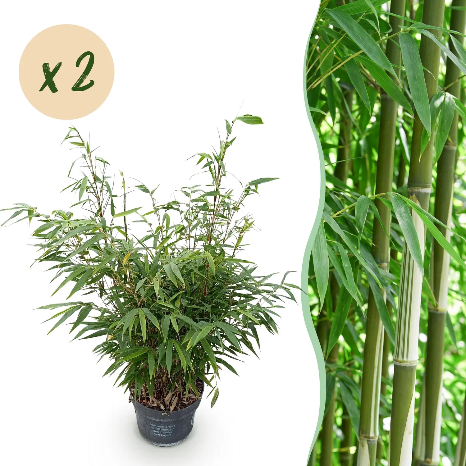 Plant and Stories Fargesia Pingwu bambou 1 plant non traçant