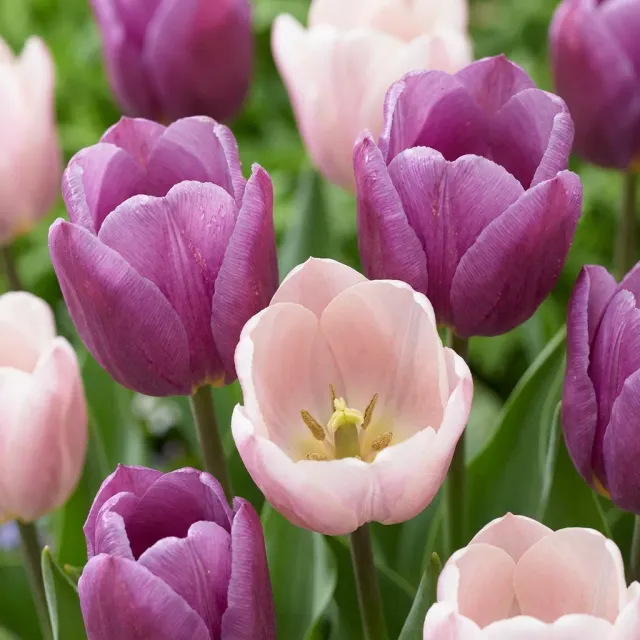 Plant and Stories Tulipe Macaron bulbes 24 bulbes pastel