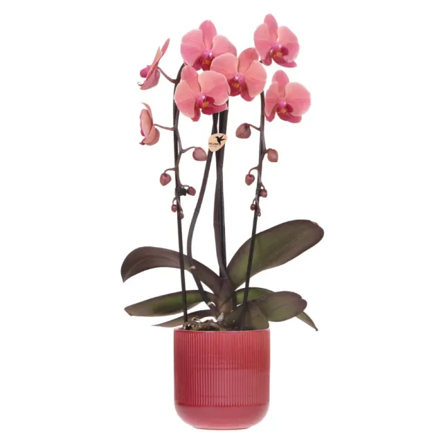 Plant and Stories Phalaenopsis Narbonne Niagara Falls orchidée pot 12 cm