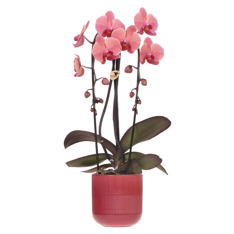 Plant and Stories Phalaenopsis Narbonne Niagara Falls orchidée pot 12 cm