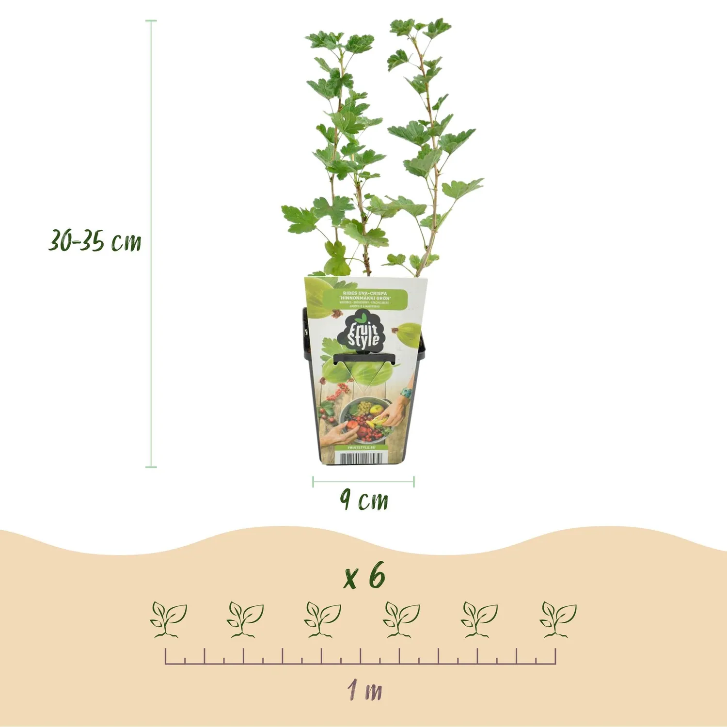 Plant and Stories Groseillier Hinnonmäki fruitier lot 3 pot 9cm sucré
