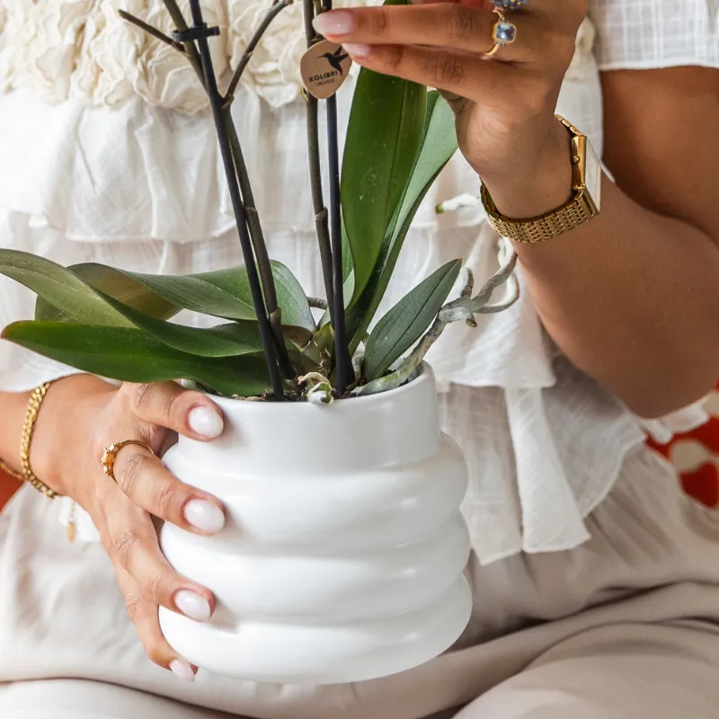 Plant and Stories Orchidée Phalaenopsis Gibraltar coffret cadeau pot 9 cm