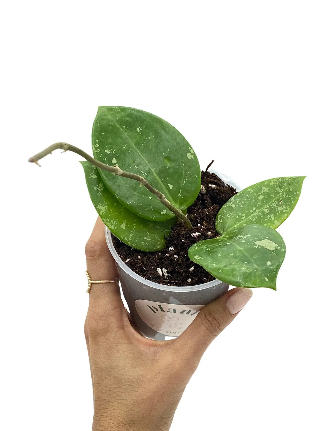Plant and Stories Parasitica hoya pot 6 cm grimpante