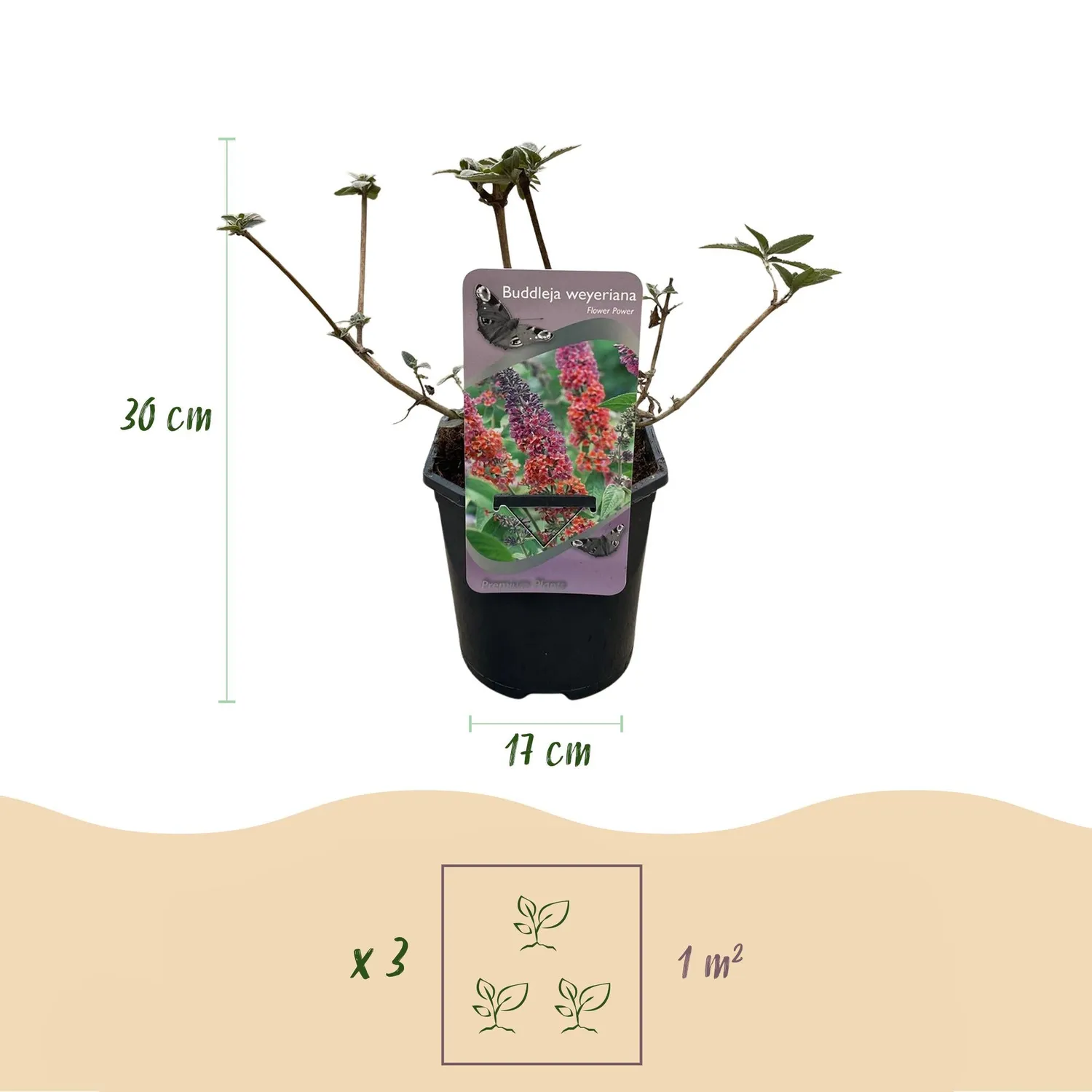 Plant and Stories Flower Power arbre aux papillons 1 plant soleil