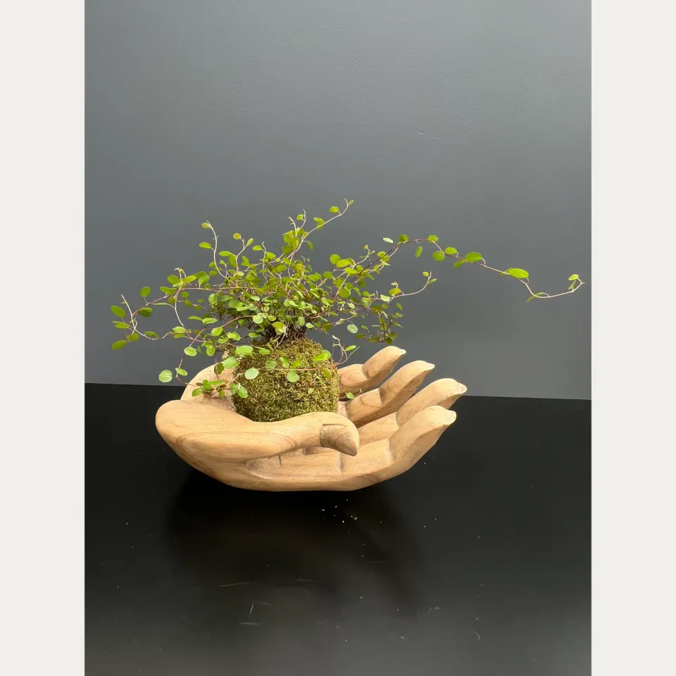 Oh My Green Muehlenbeckia kokedama taille S retombant
