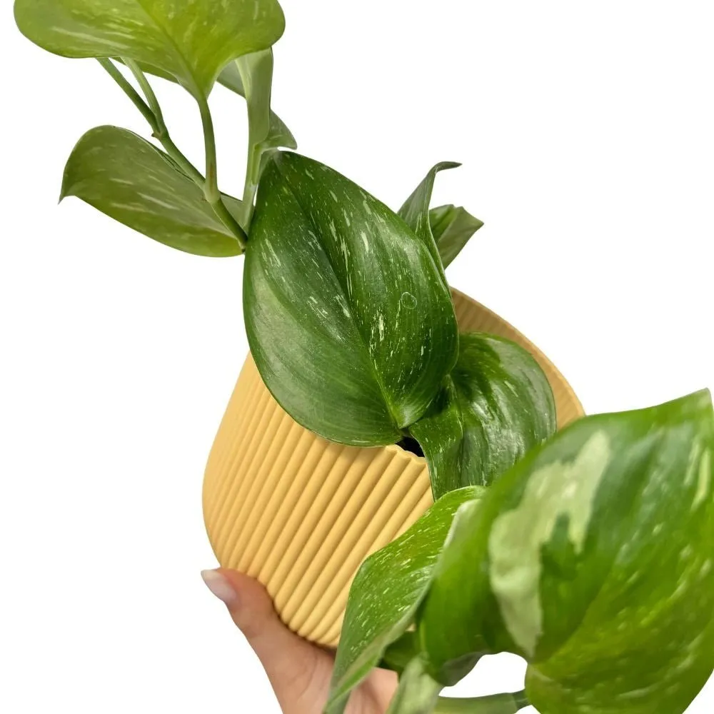 Plant and Stories Scindapsus Rubicon plante pot 12cm feuillage noir