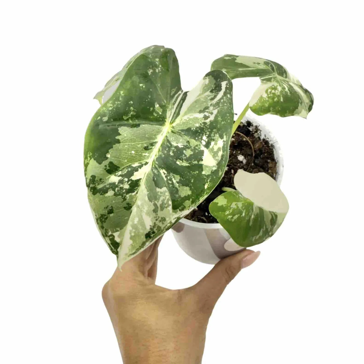 Plant and Stories Alocasia Frydek Variegata plante pot 6 cm panachée