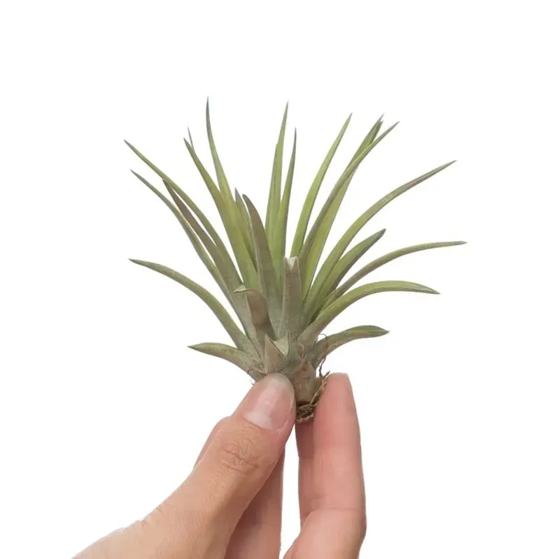 Airplantshop Brachycaulos Multiflora tillandsia medium rosette