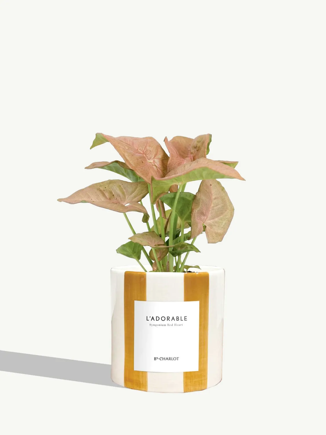 By Charlot L'Adorable Syngonium plante pot 10 cm