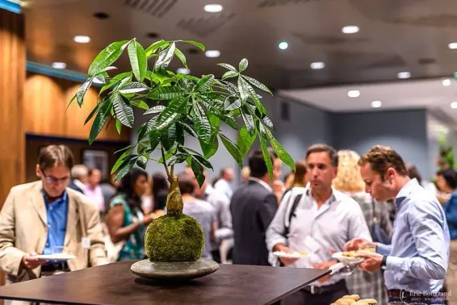 Aquaphyte Katsura Shi kokedama pachira tressé