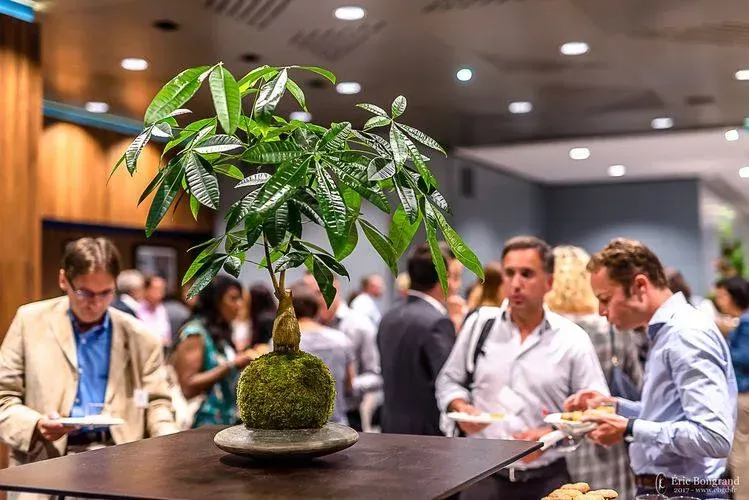 Aquaphyte Katsura Shi kokedama pachira tressé