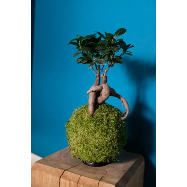 Oh My Green Ficus Ginseng taille M kokedama bonsaï