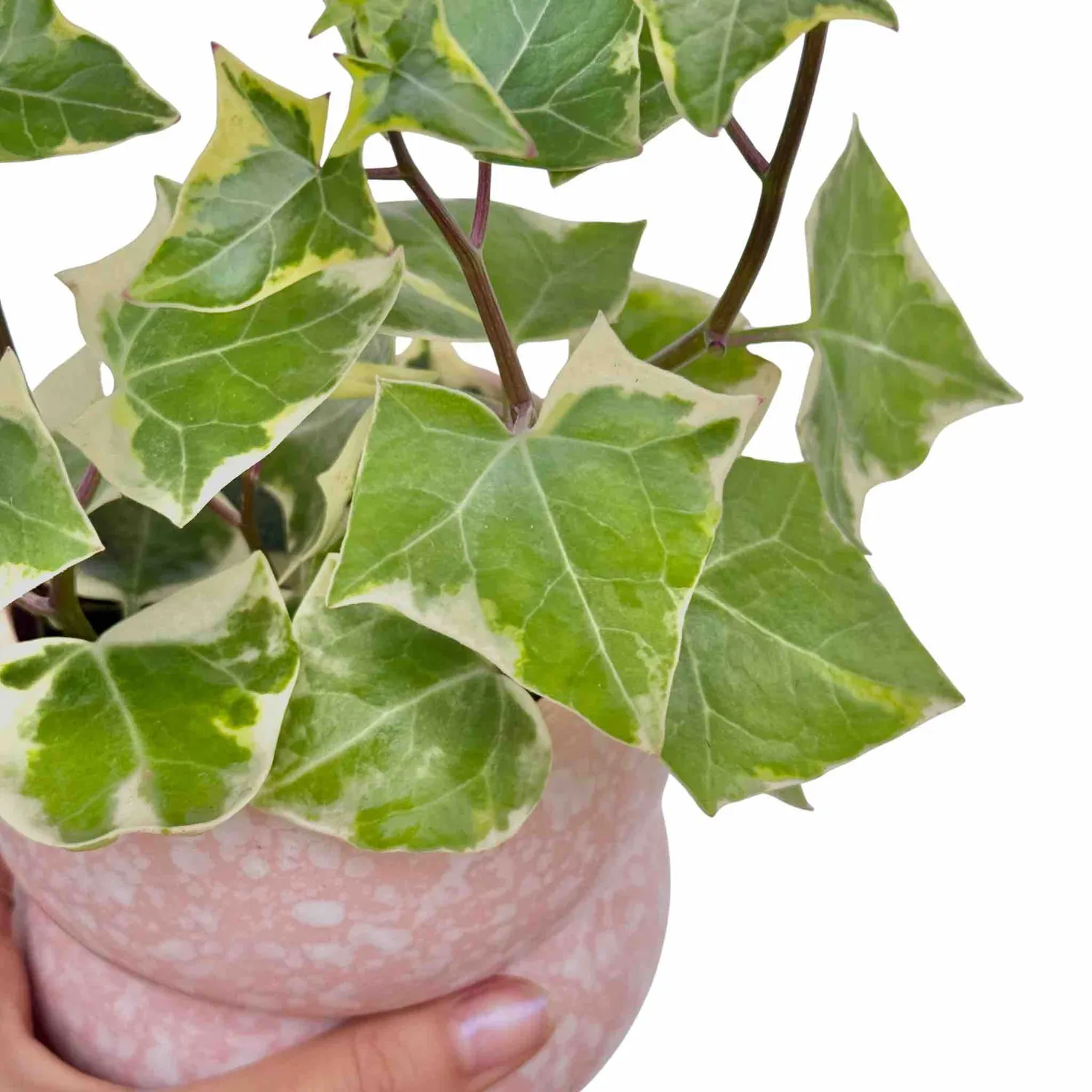 Senecio Macroglossus Variegatus succulente pot 6 cm dorée