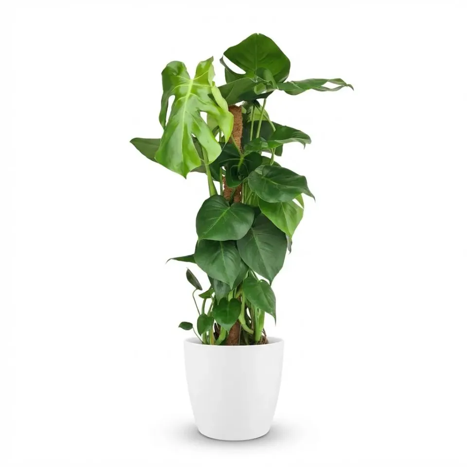 PLANT AND STORIES Monstera Deliciosa tuteur plante 90 cm fenêtrée